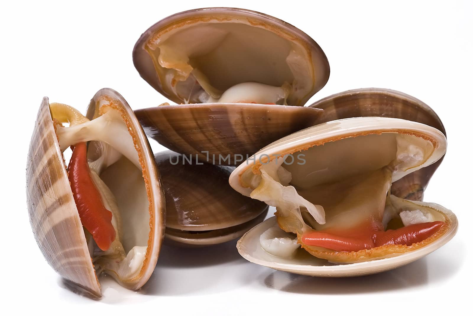 Fresh smooth clams isolated on a white background.