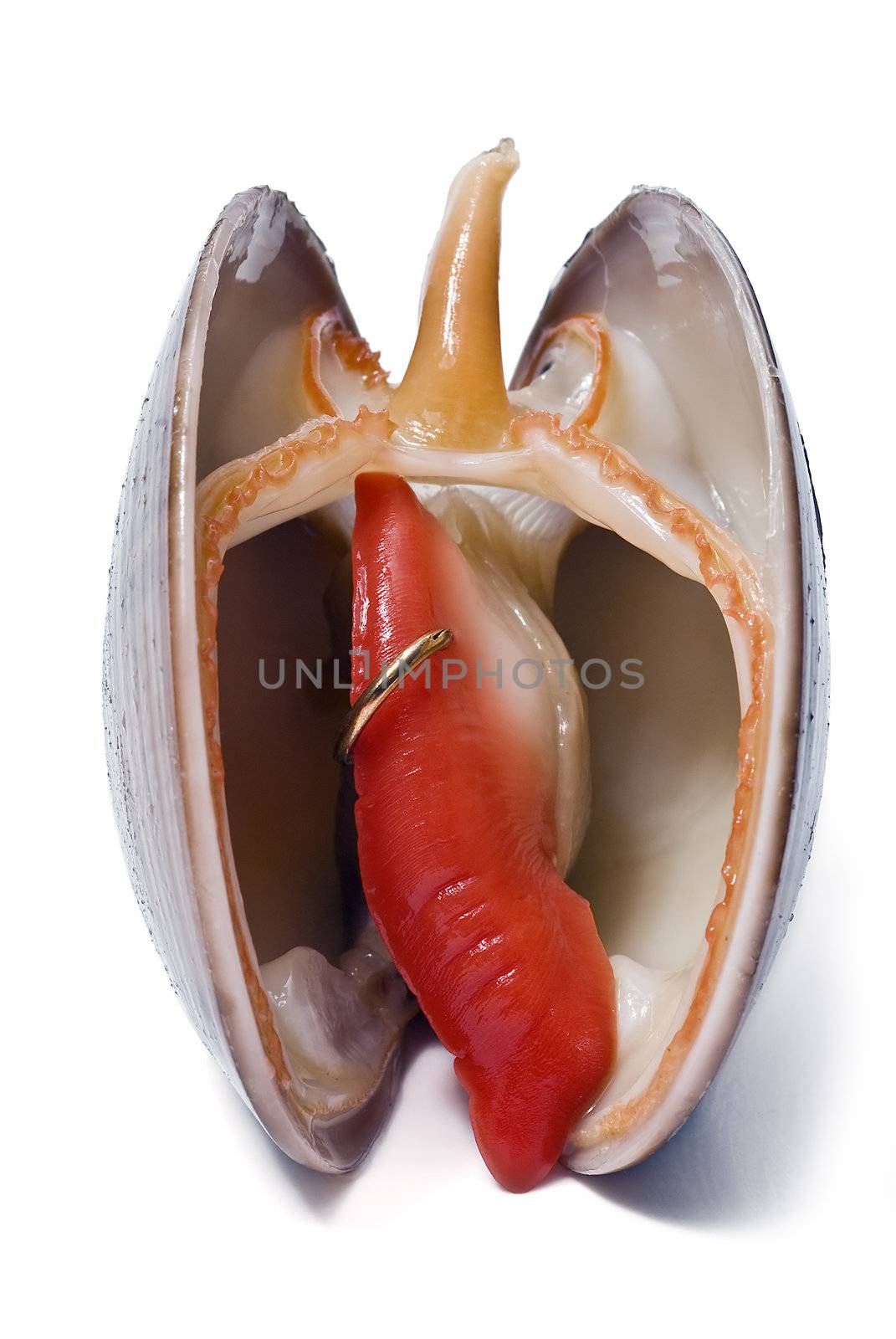 Smooth clam with a gold earring in its body.