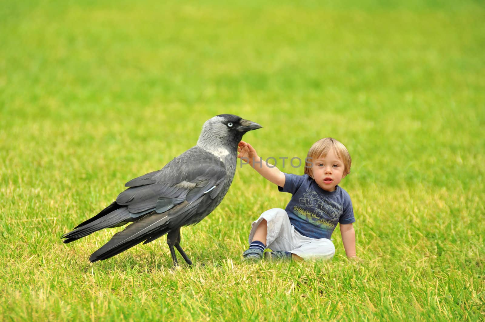 Tiny boy playing with a crow in the grass