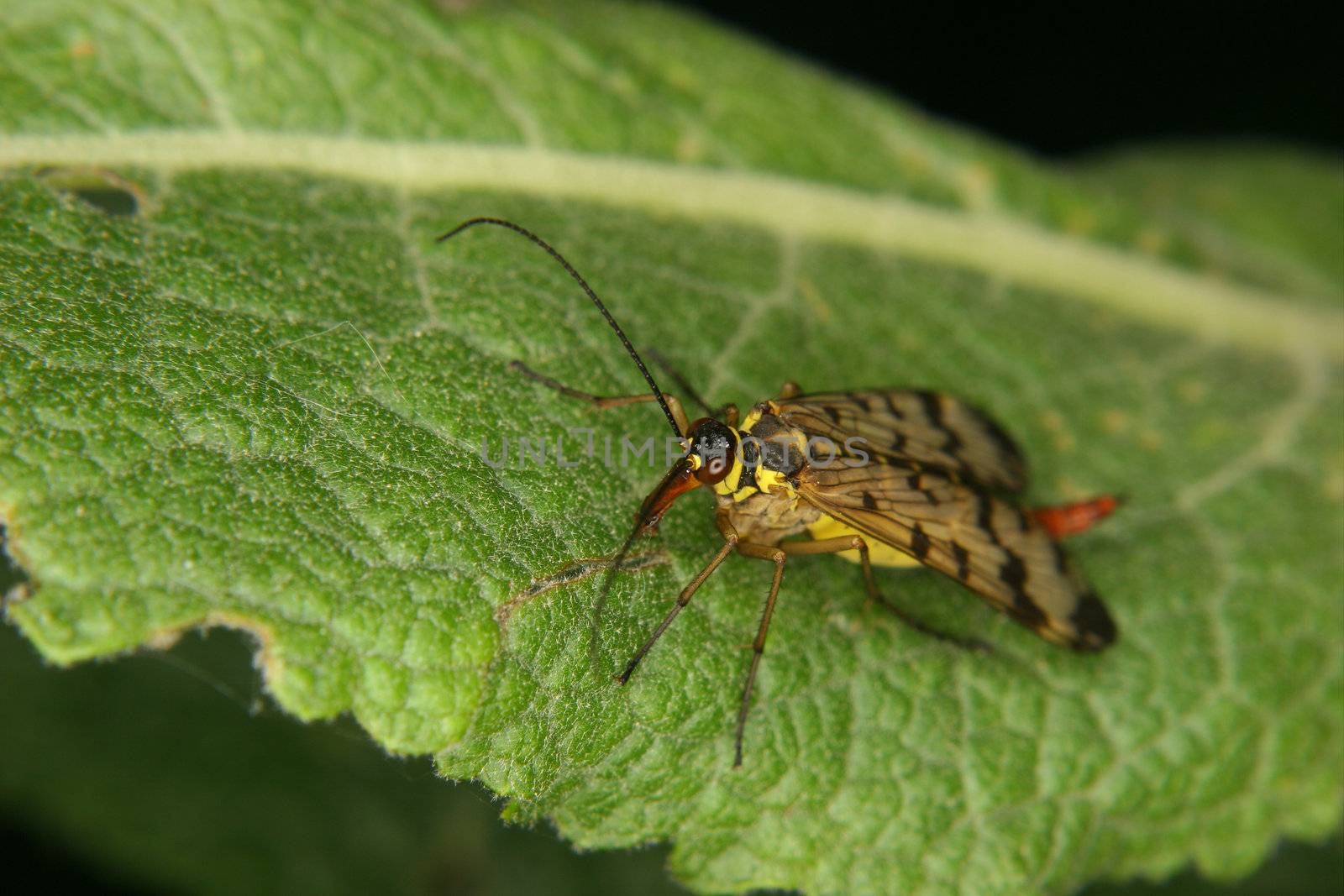Common Scorpionfly (Panorpa communis) by tdietrich