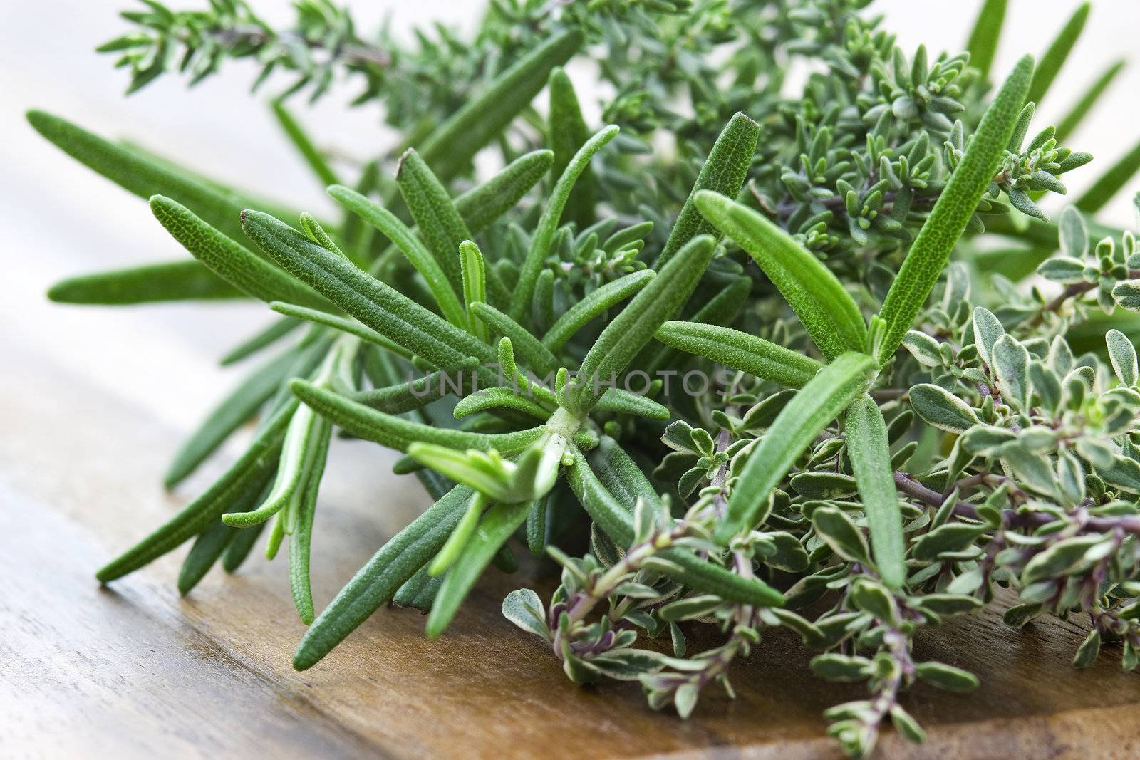 thyme and rosemary - fresh garden herbs