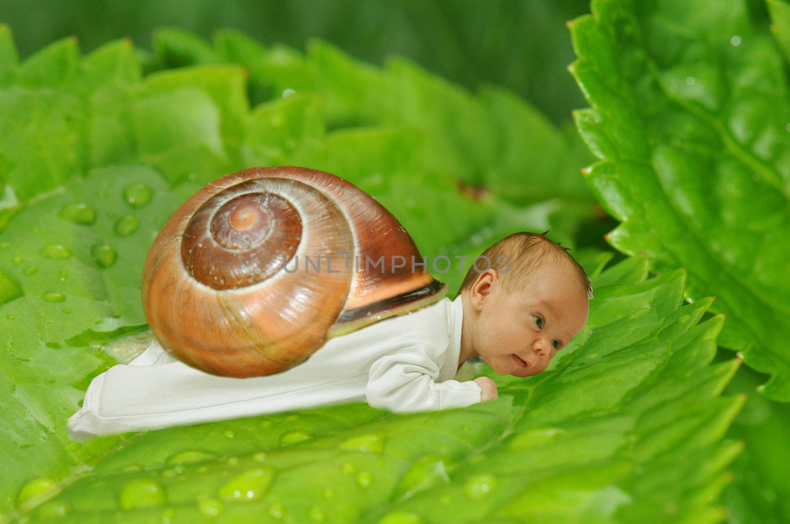 Cute baby boy with a snail shell on a green leaf