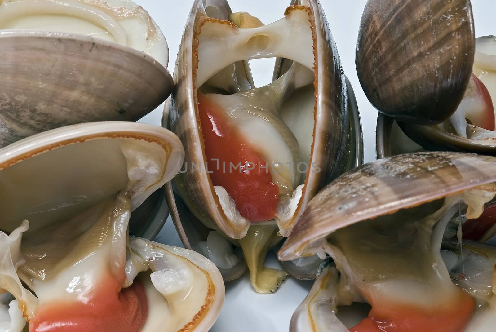 Fresh smooth clams isolated on a white background.