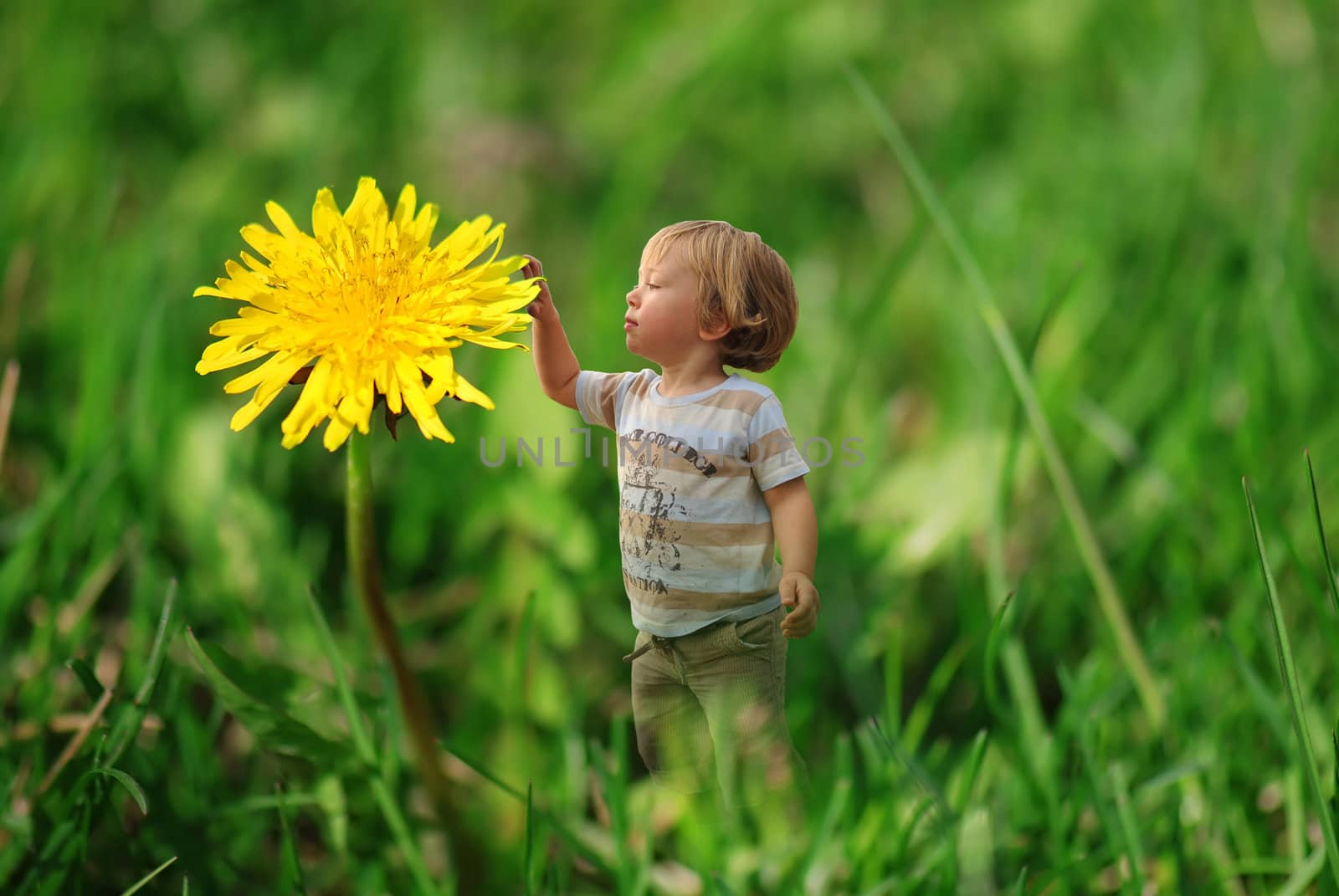 Cute tiny boy touching a dandelion