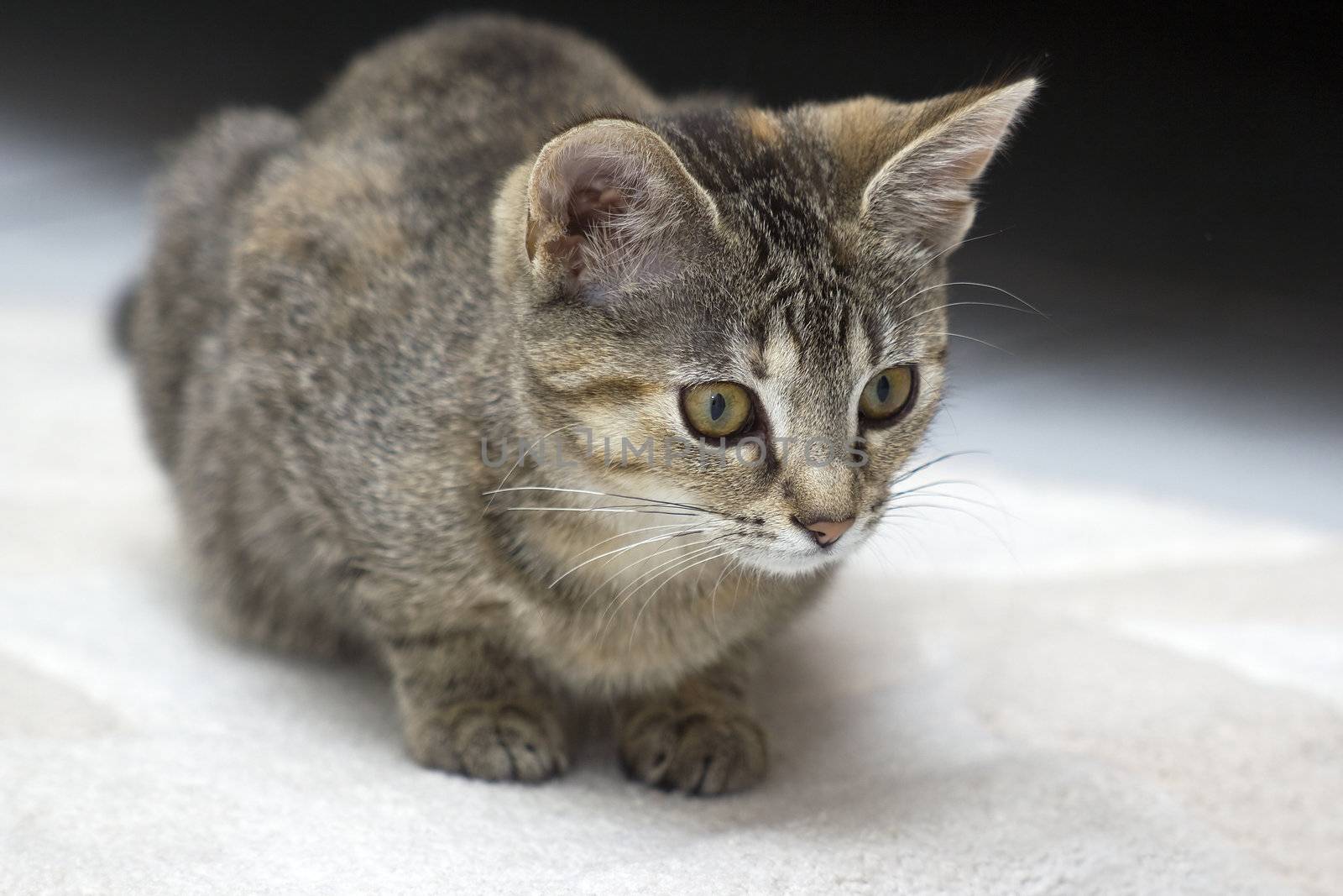 little kitten