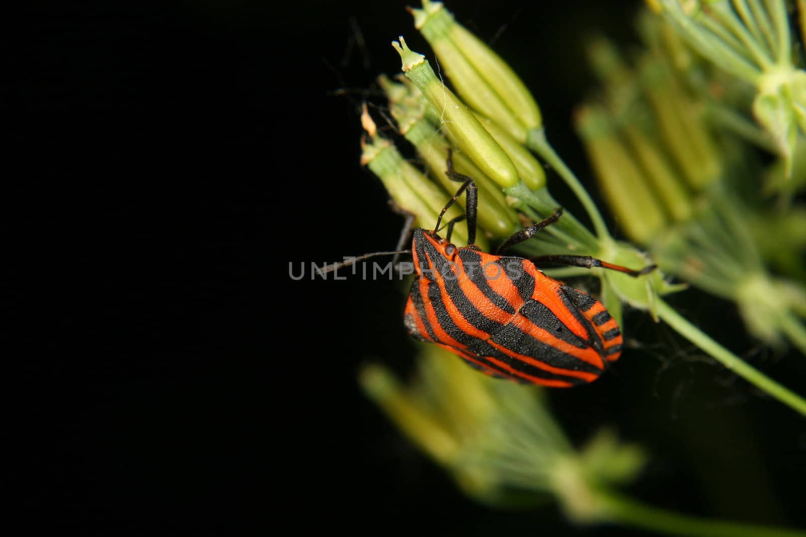 Strip bug (Graphosoma lineatum) by tdietrich