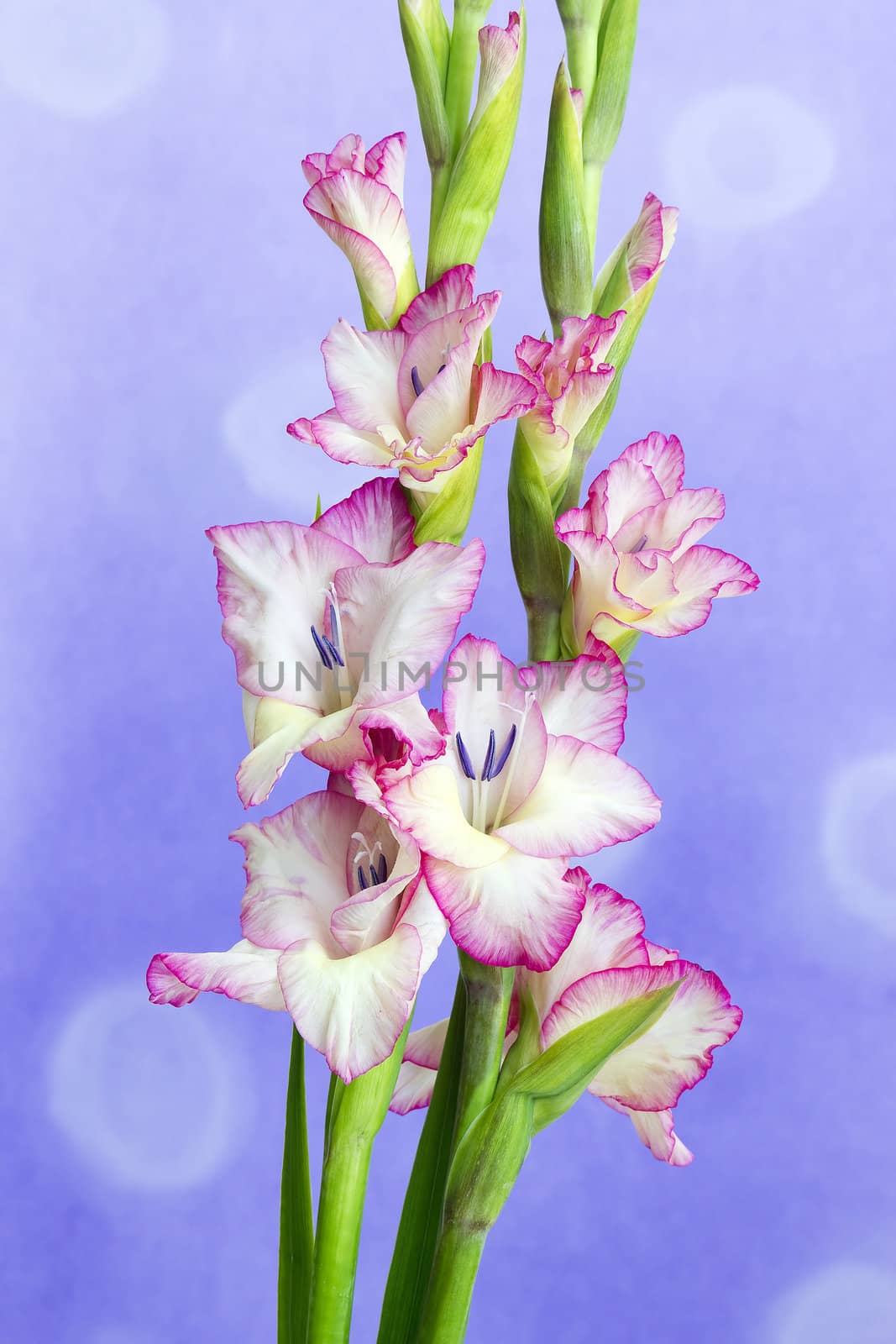 pink gladiolus by miradrozdowski