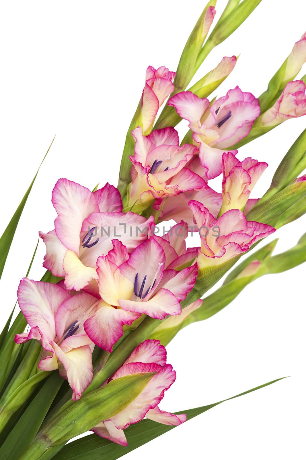 pink gladiolus by miradrozdowski