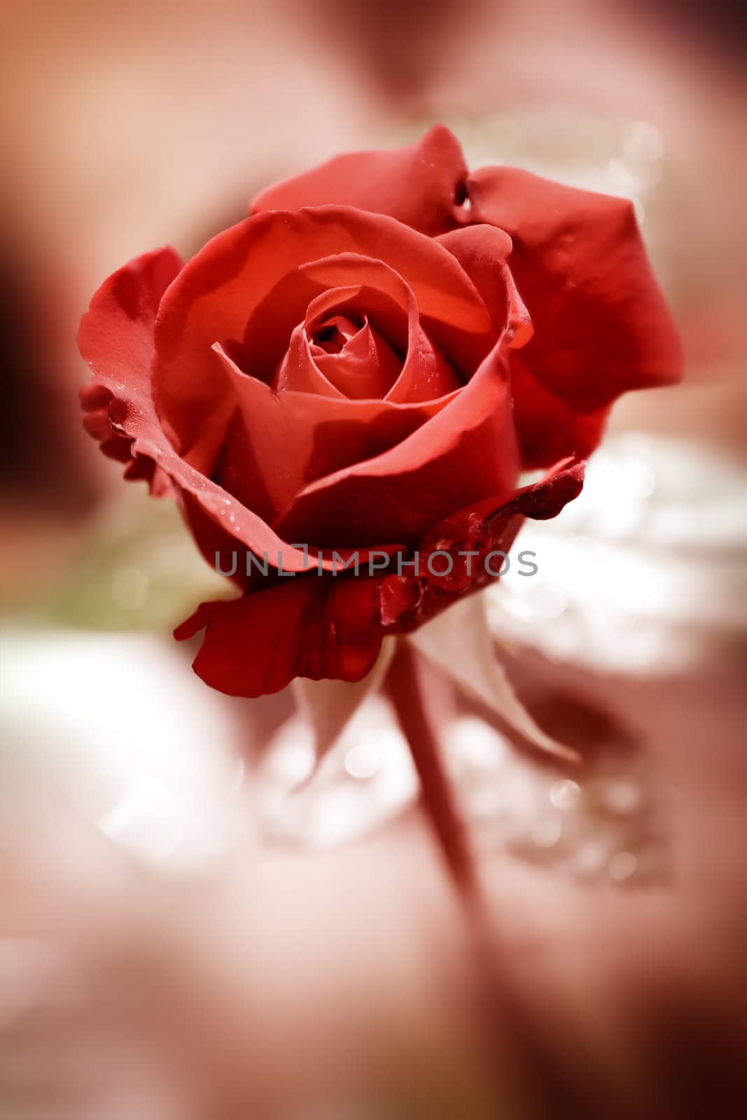 Red rose by Lizard