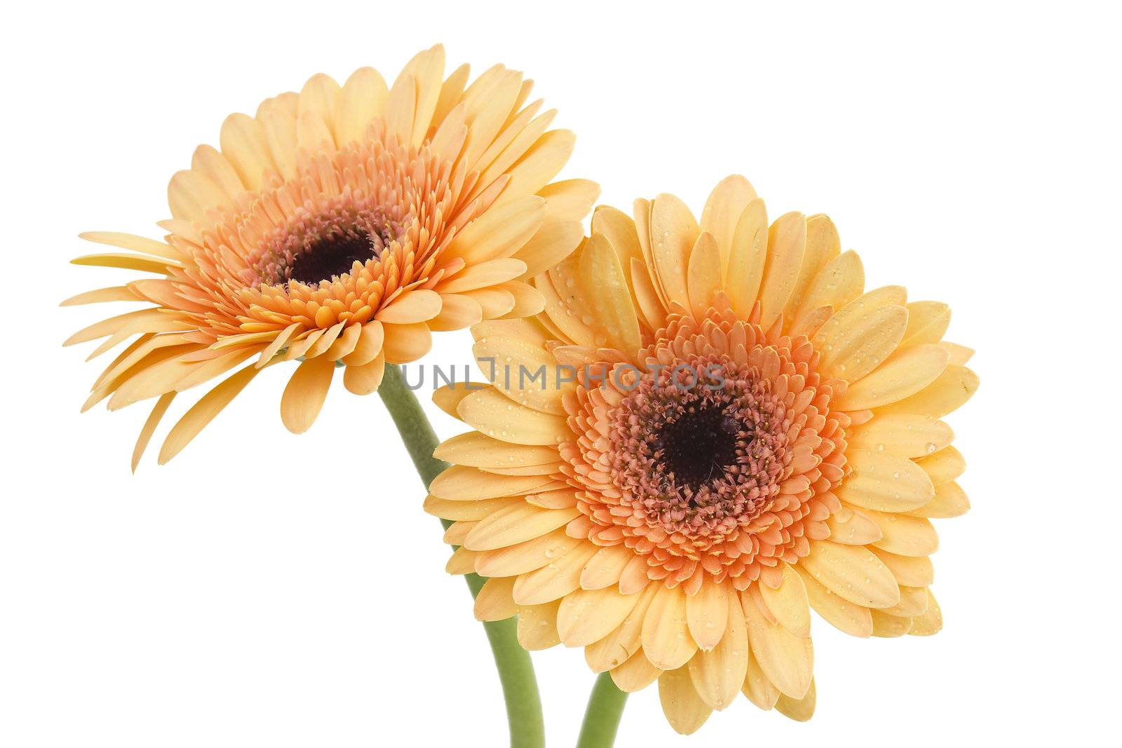 orange gerbera daisies