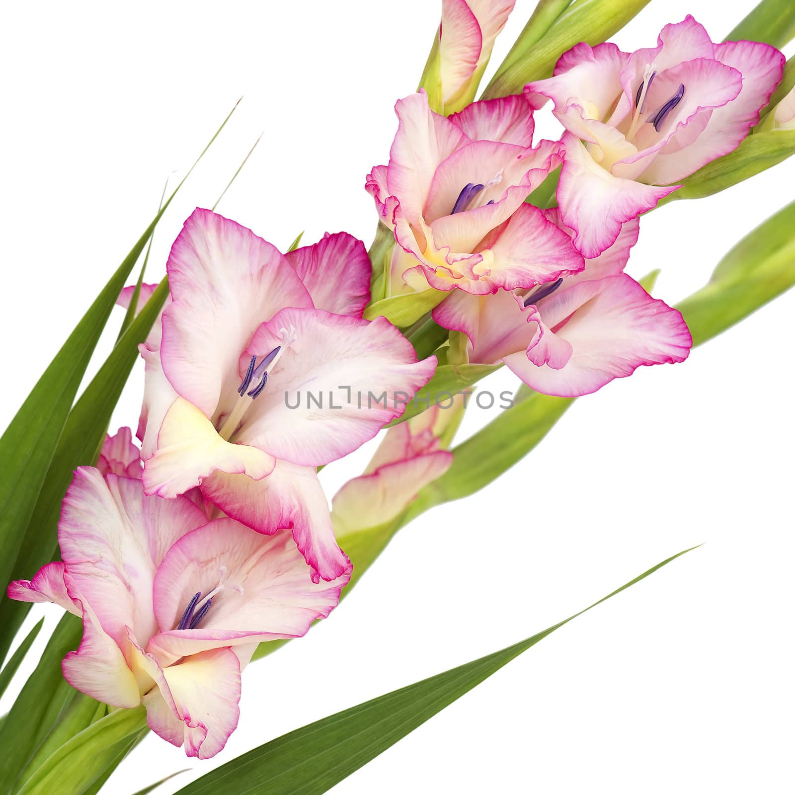 pink gladiolus