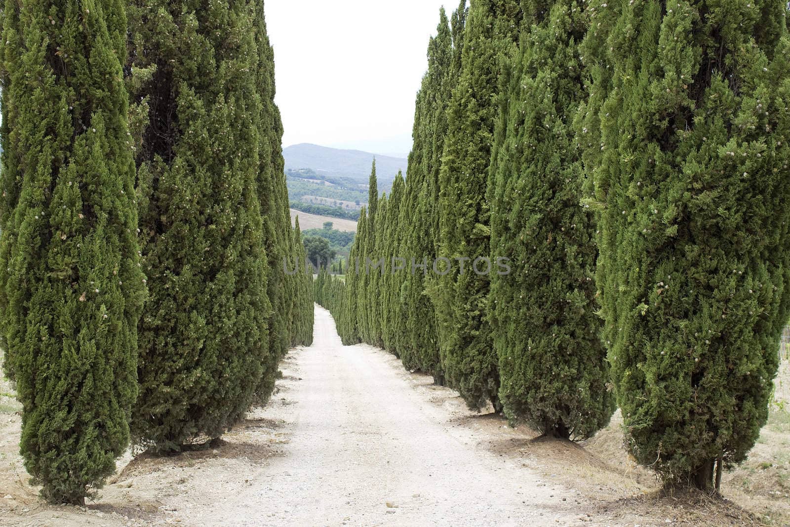 Cypress alley leading to the farmer's house in Tuscany 
