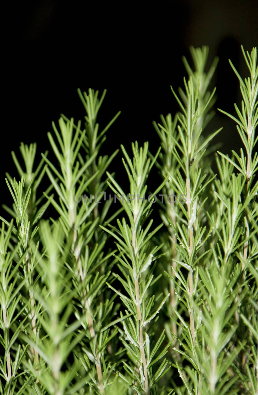 Fresh green rosemary plants over black background