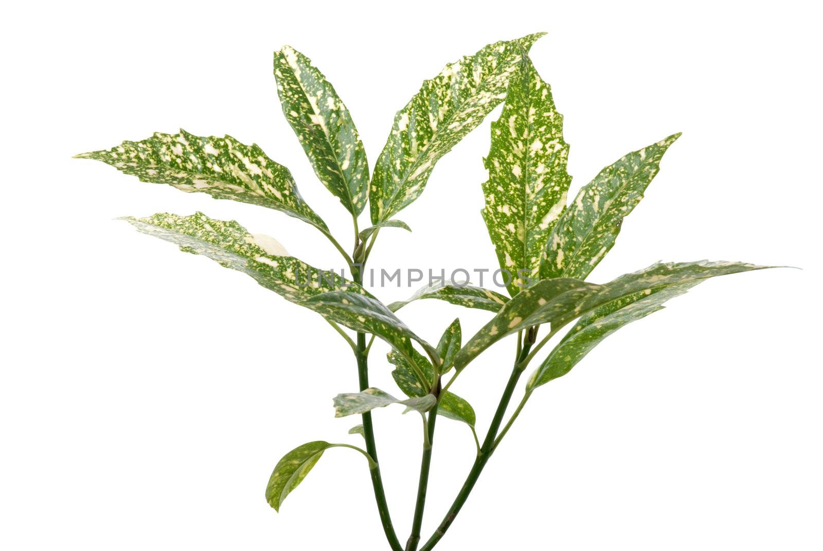 Branch of green leafs isolated on white background.
