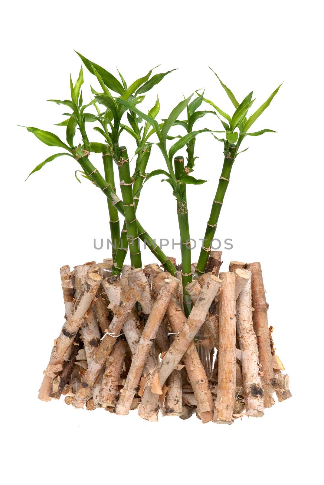 Green bamboo isolated on white background.