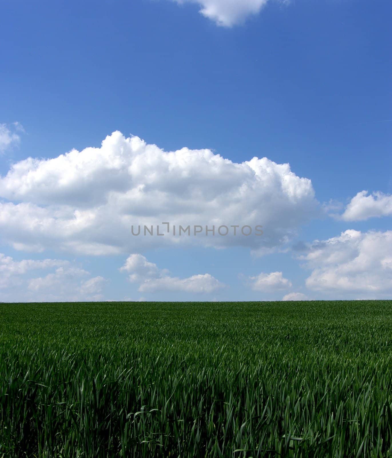 fresh green gras with blue sky by peromarketing
