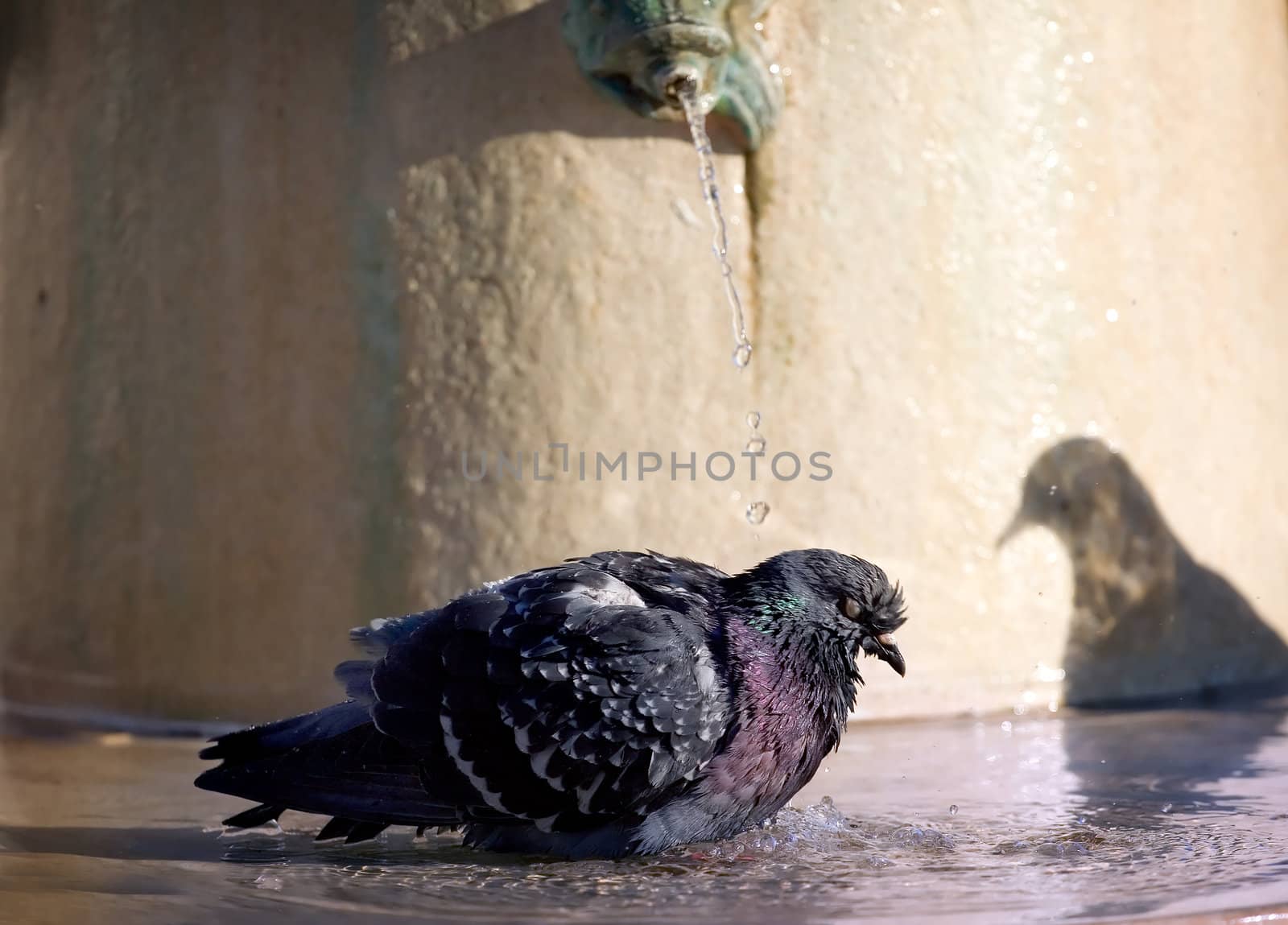 Pigeon taking a bath in a city fountain  and a shadow of another pigeon watching him