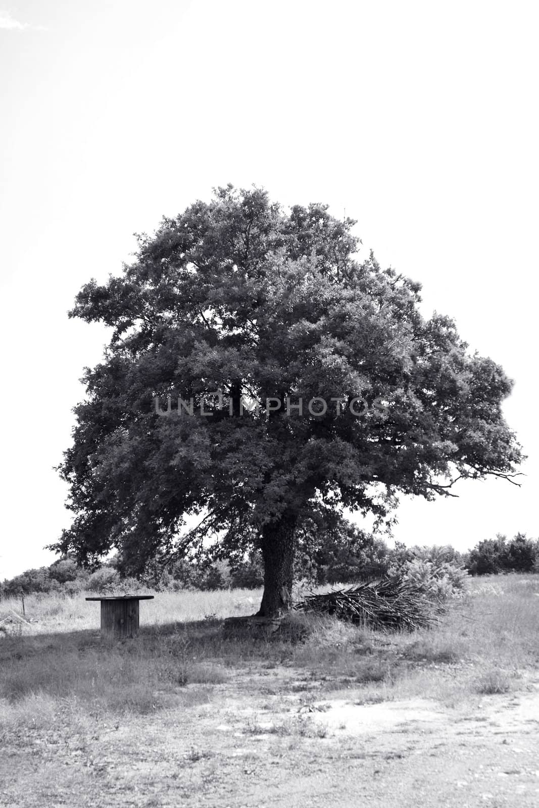 Old oak tree , black and white photo