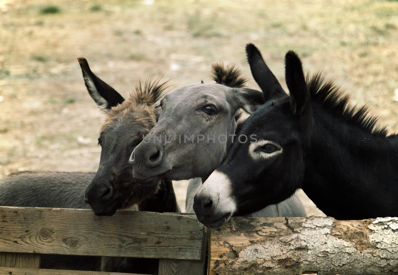 Few cute donkeys on a farm