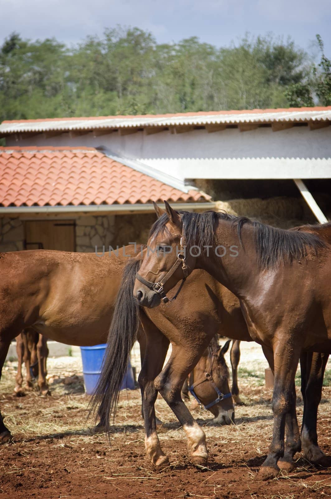 Beautiful horses on a small farm