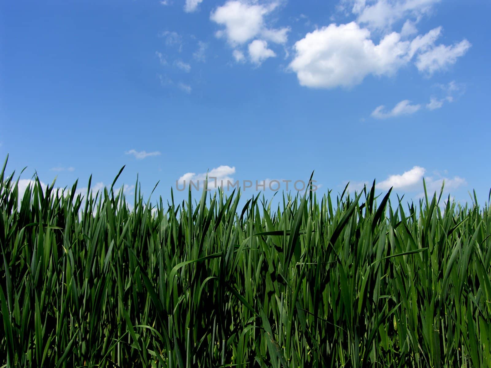 fresh green gras with blue sky