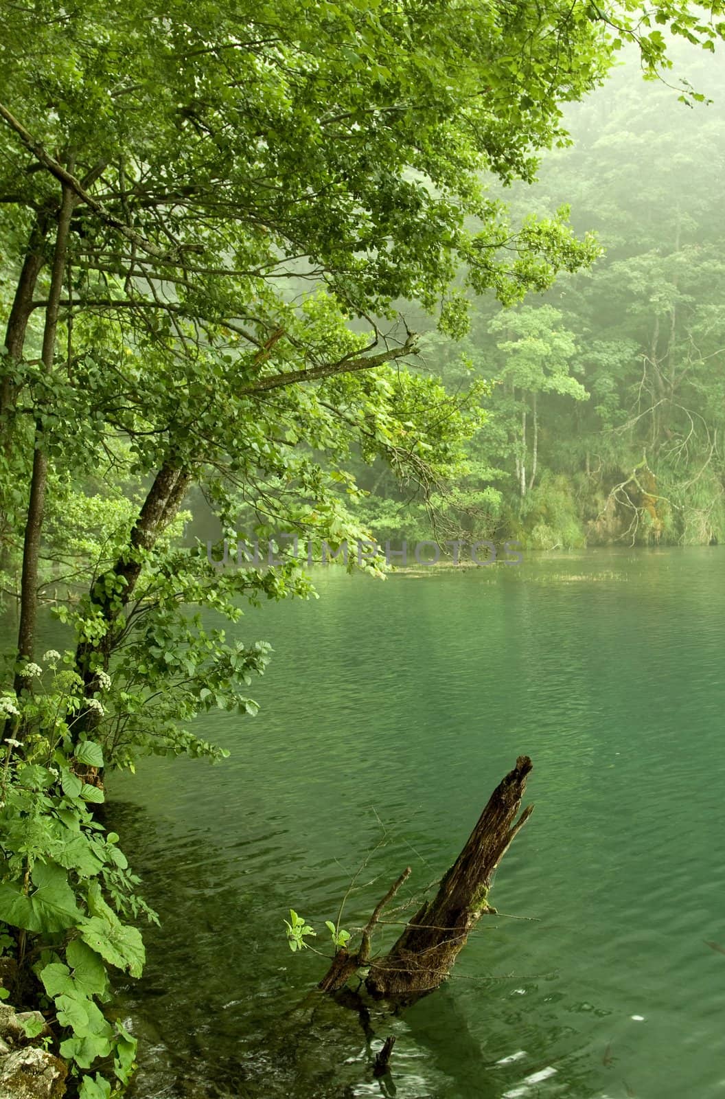 Beautiful landscape of a green lake on a foggy day
