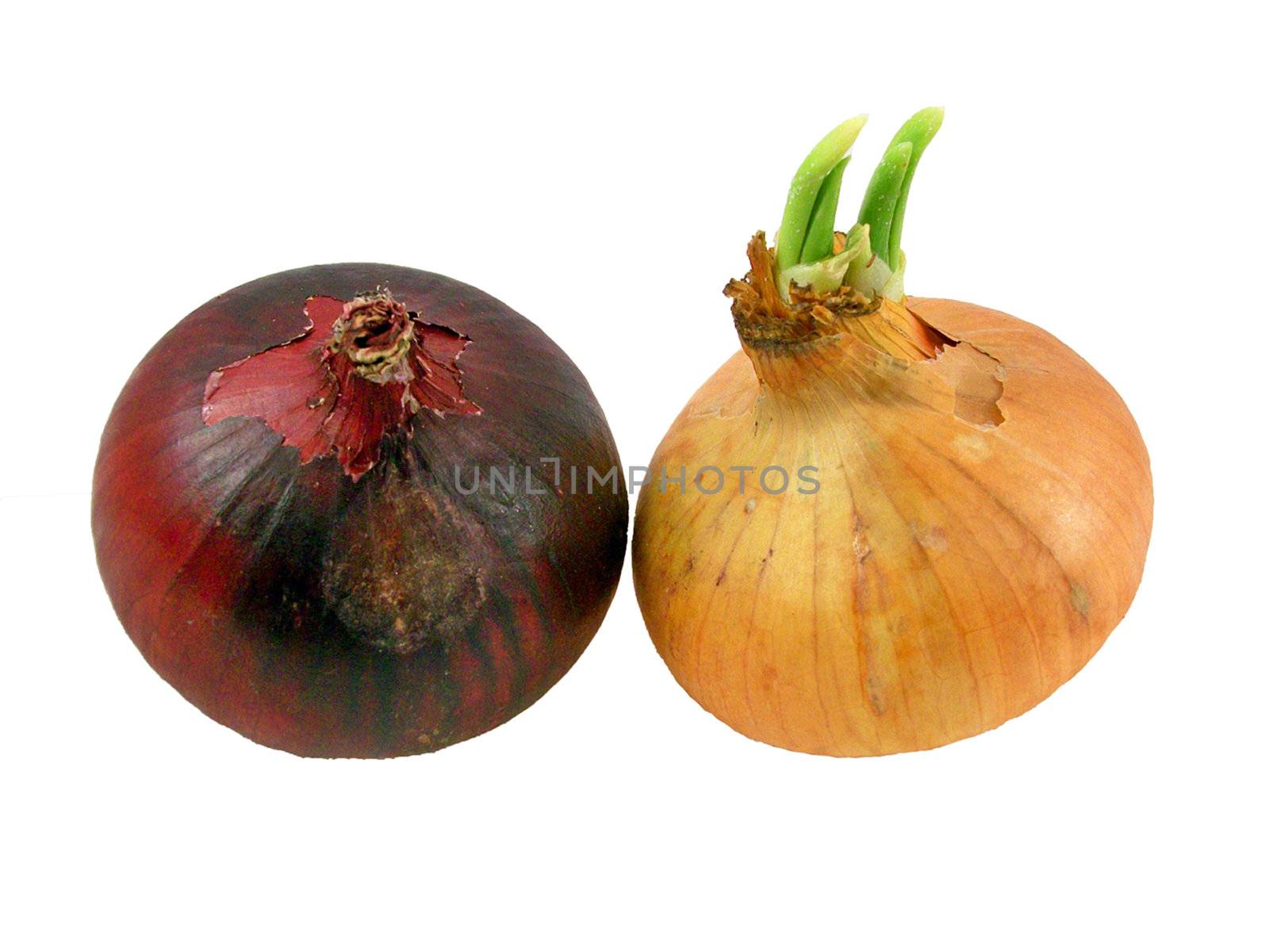 Two bulbs on white background