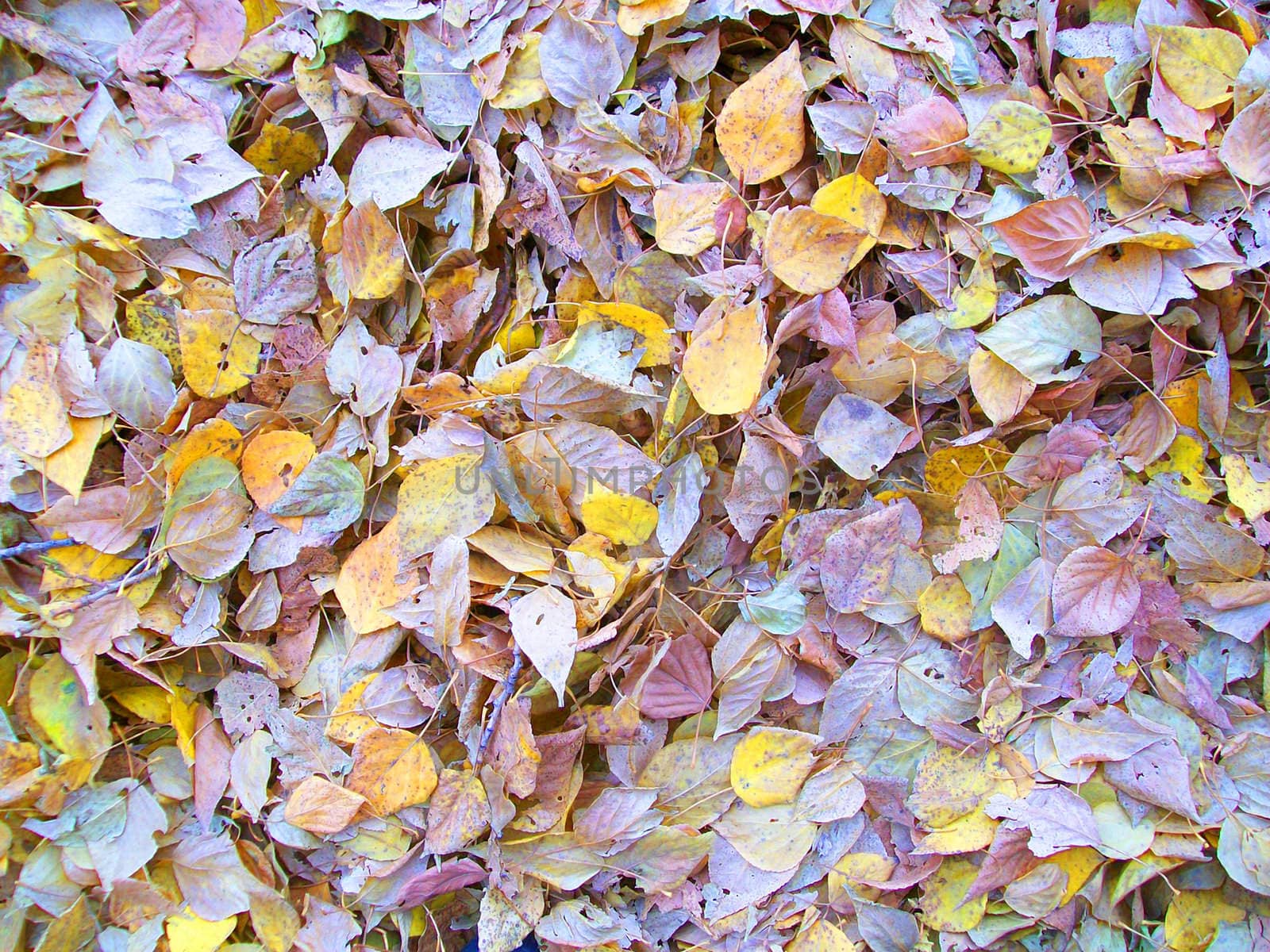 Has Approached the autumn.Much tumbled sheet