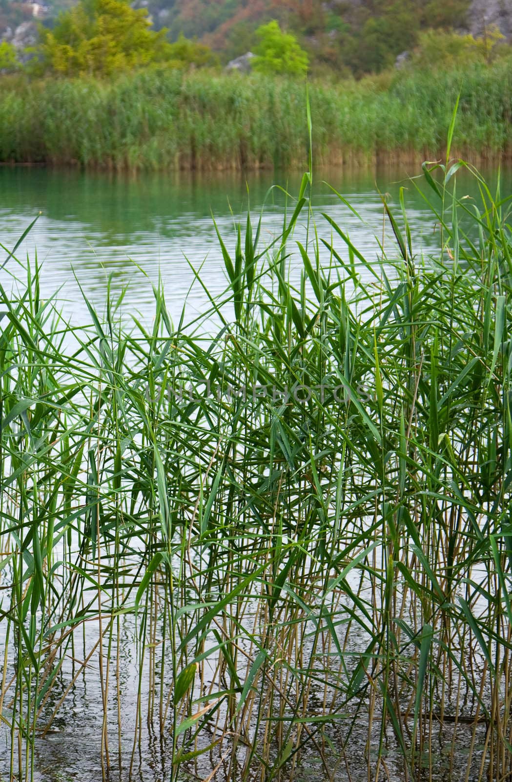 Beautiful landscape of a green lake