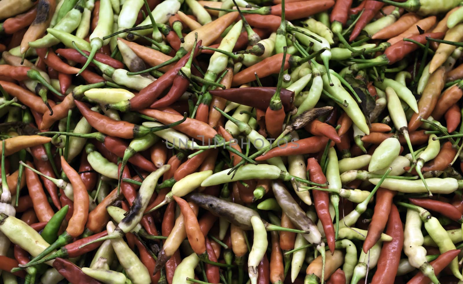 Group of various type of chili peppers