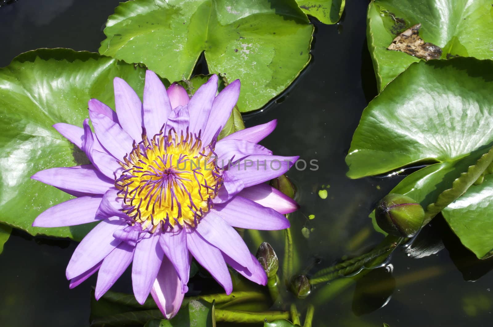 Purple and yellow water lily in a pond with green leaves