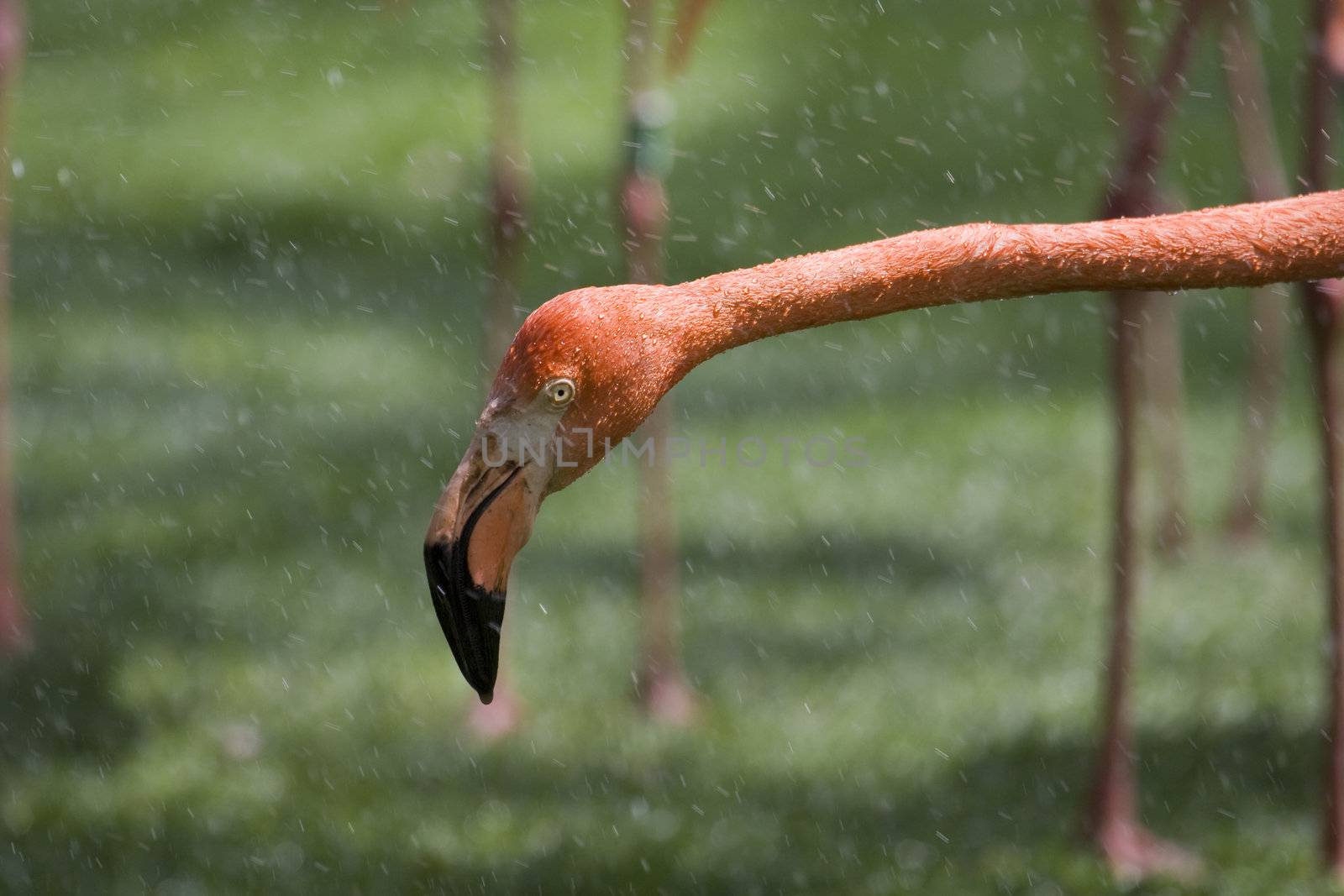 Flamingo Portrait by MihaiDancaescu