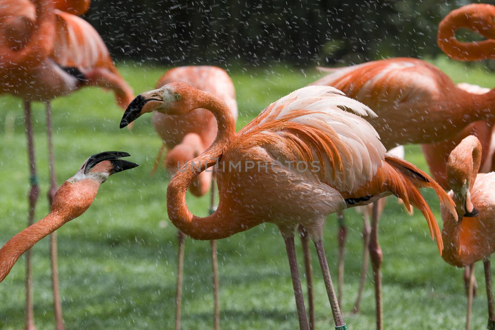 Flamingo Portrait by MihaiDancaescu