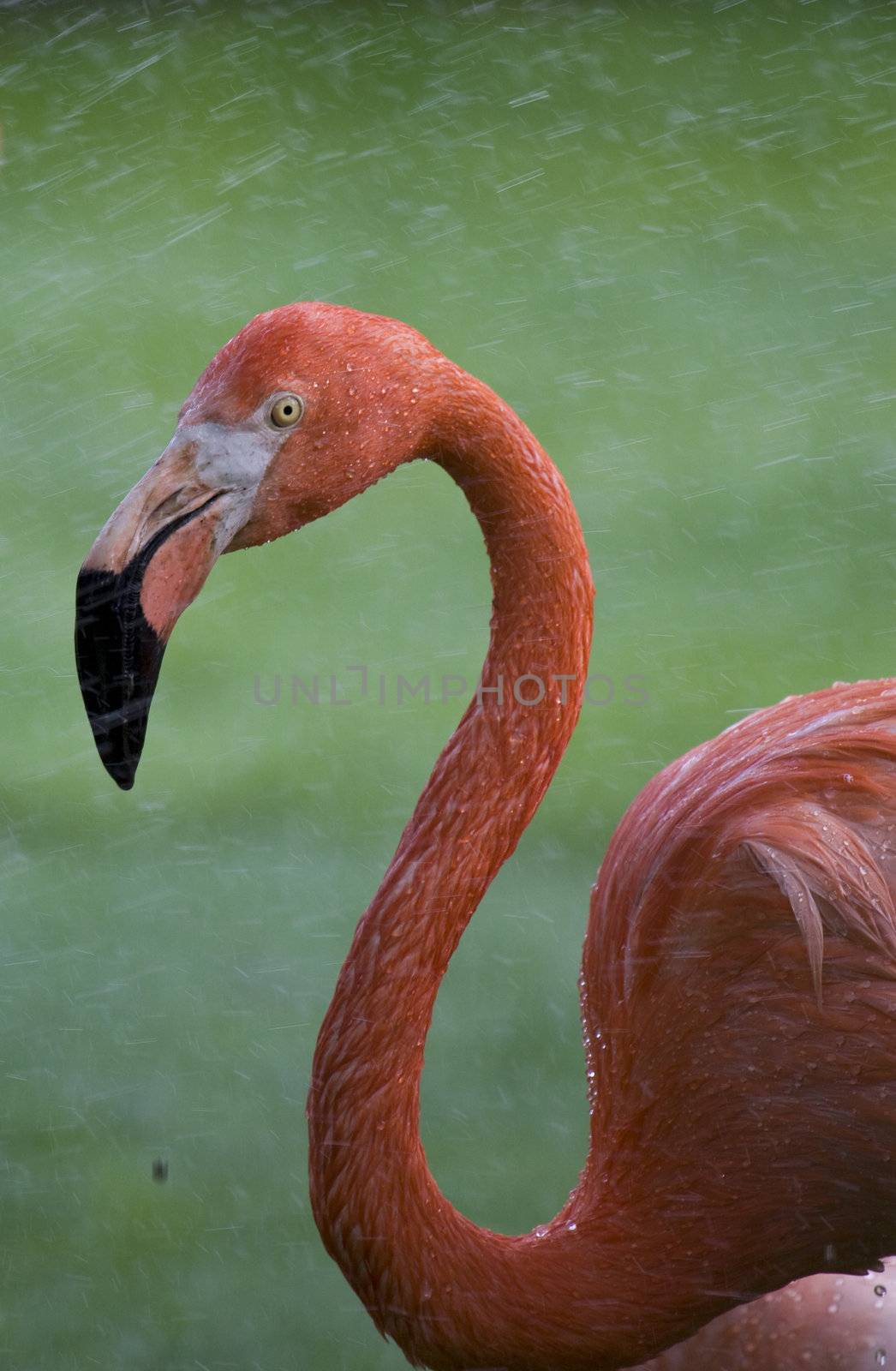 Flamingo Portrait by MihaiDancaescu
