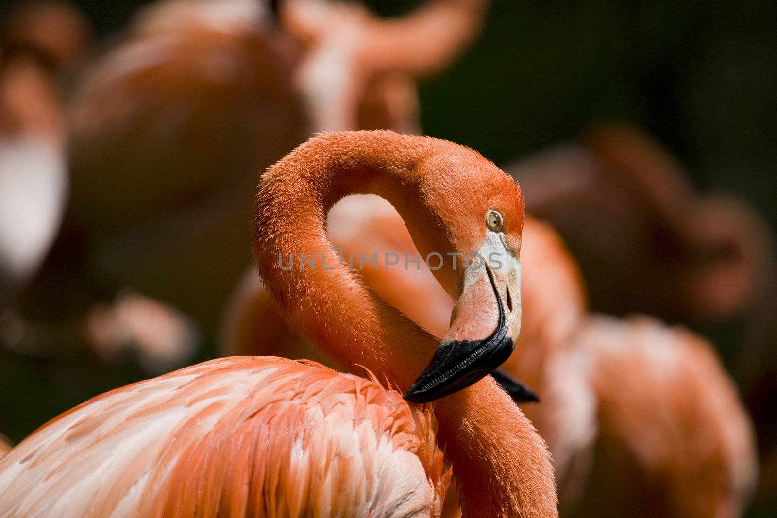 Flamingo Portrait by MihaiDancaescu