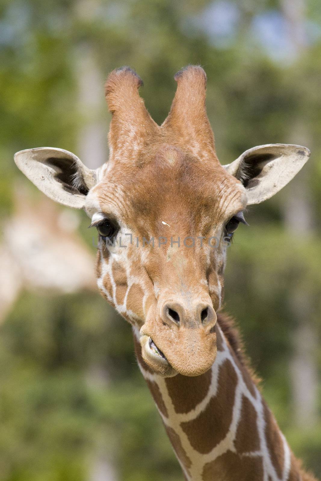 Giraffe head shot, Safari Zoo Park, Paris, France