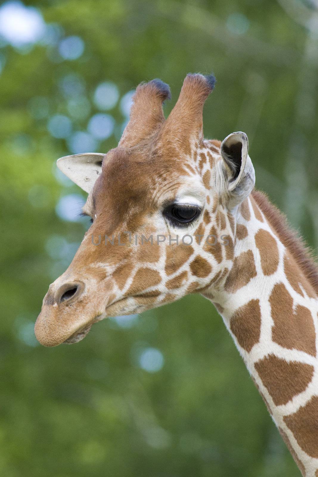 Giraffe head shot, Safari Zoo Park, Paris, France
