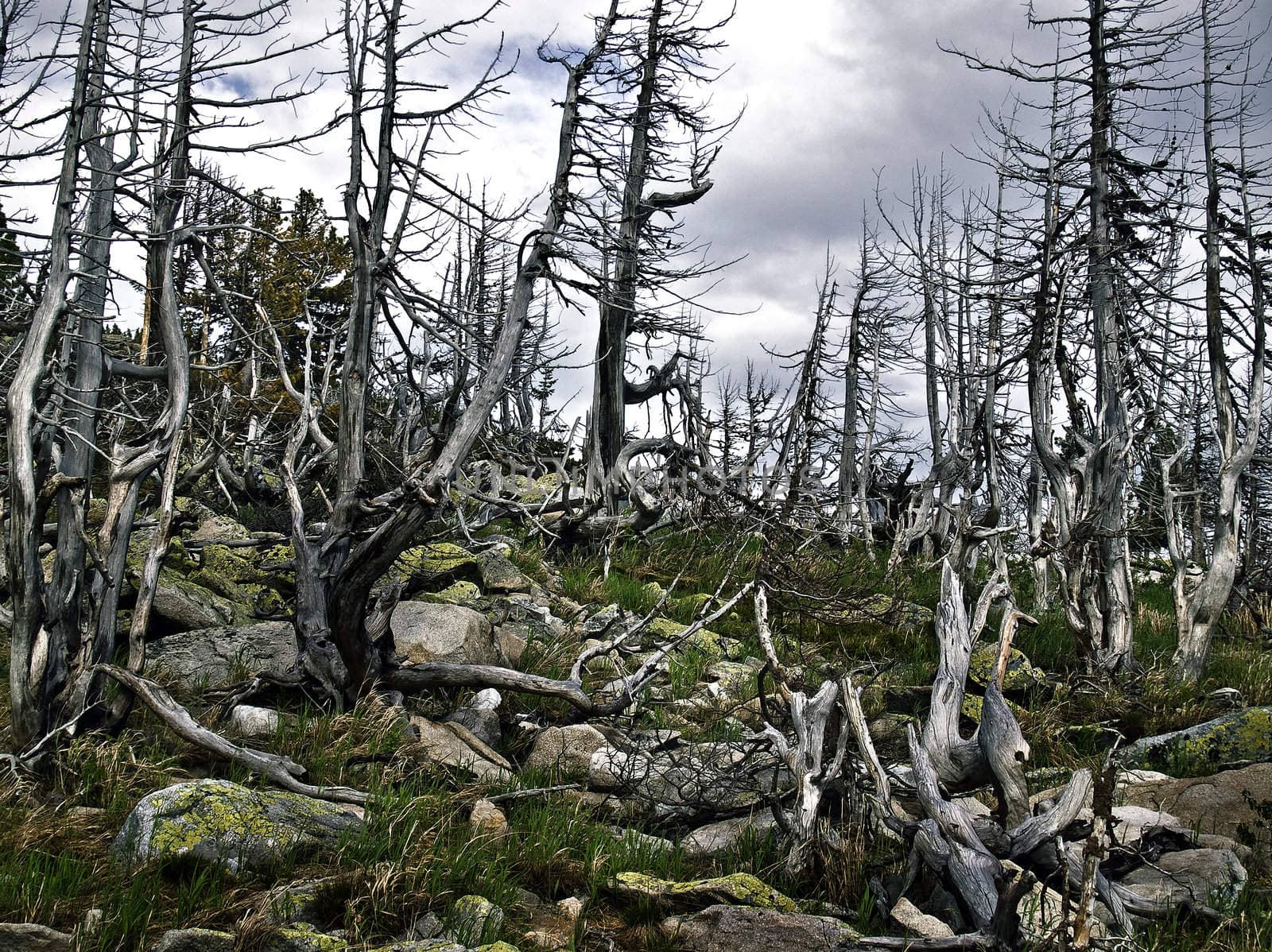 dead trees by seaman2010