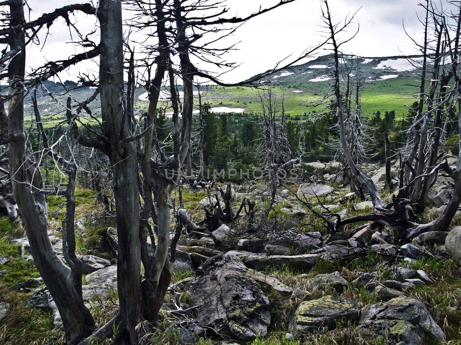 trees after fires and natural disasters