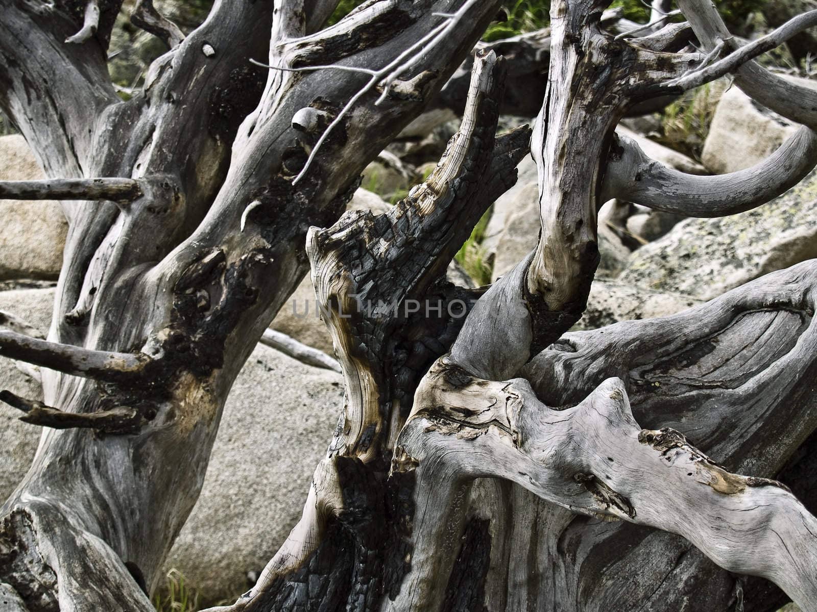 trees after fires and natural disasters