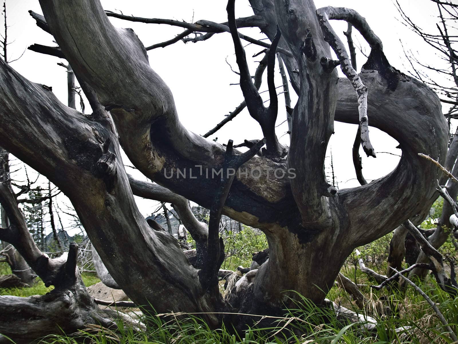 trees after fires and natural disasters