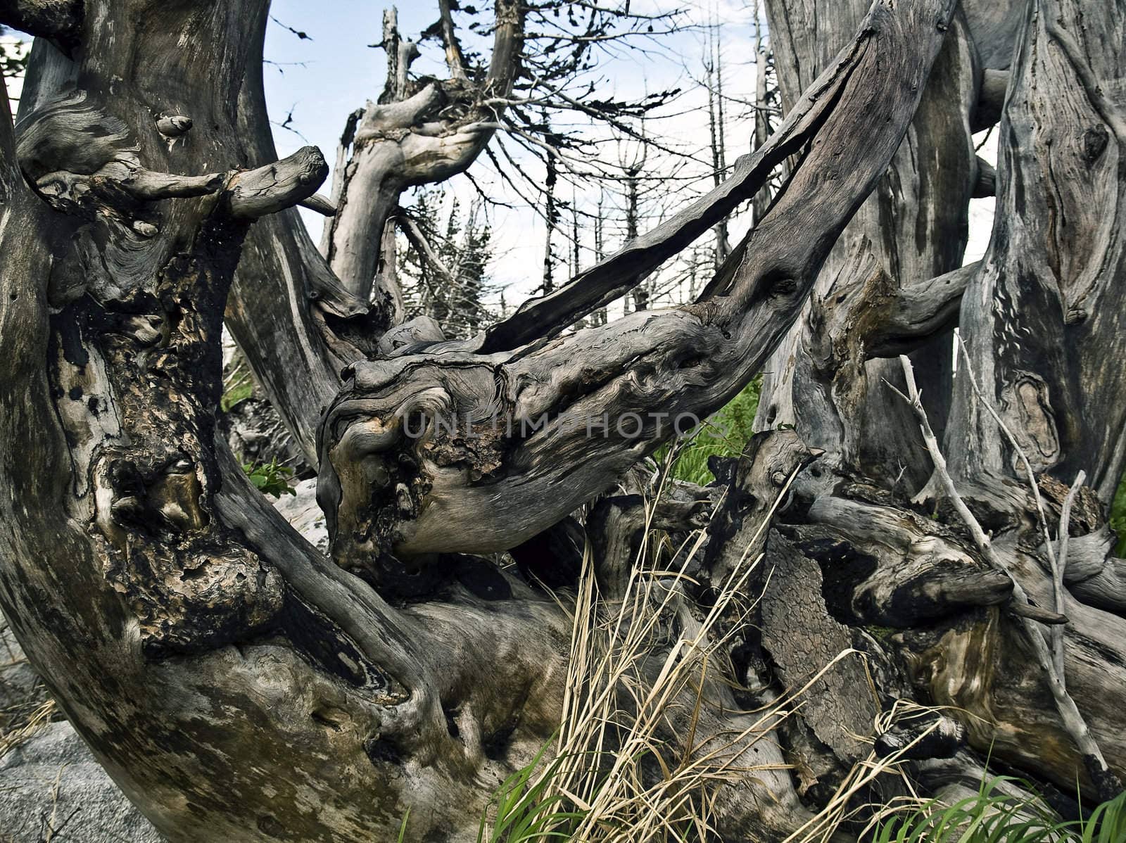 trees after fires and natural disasters