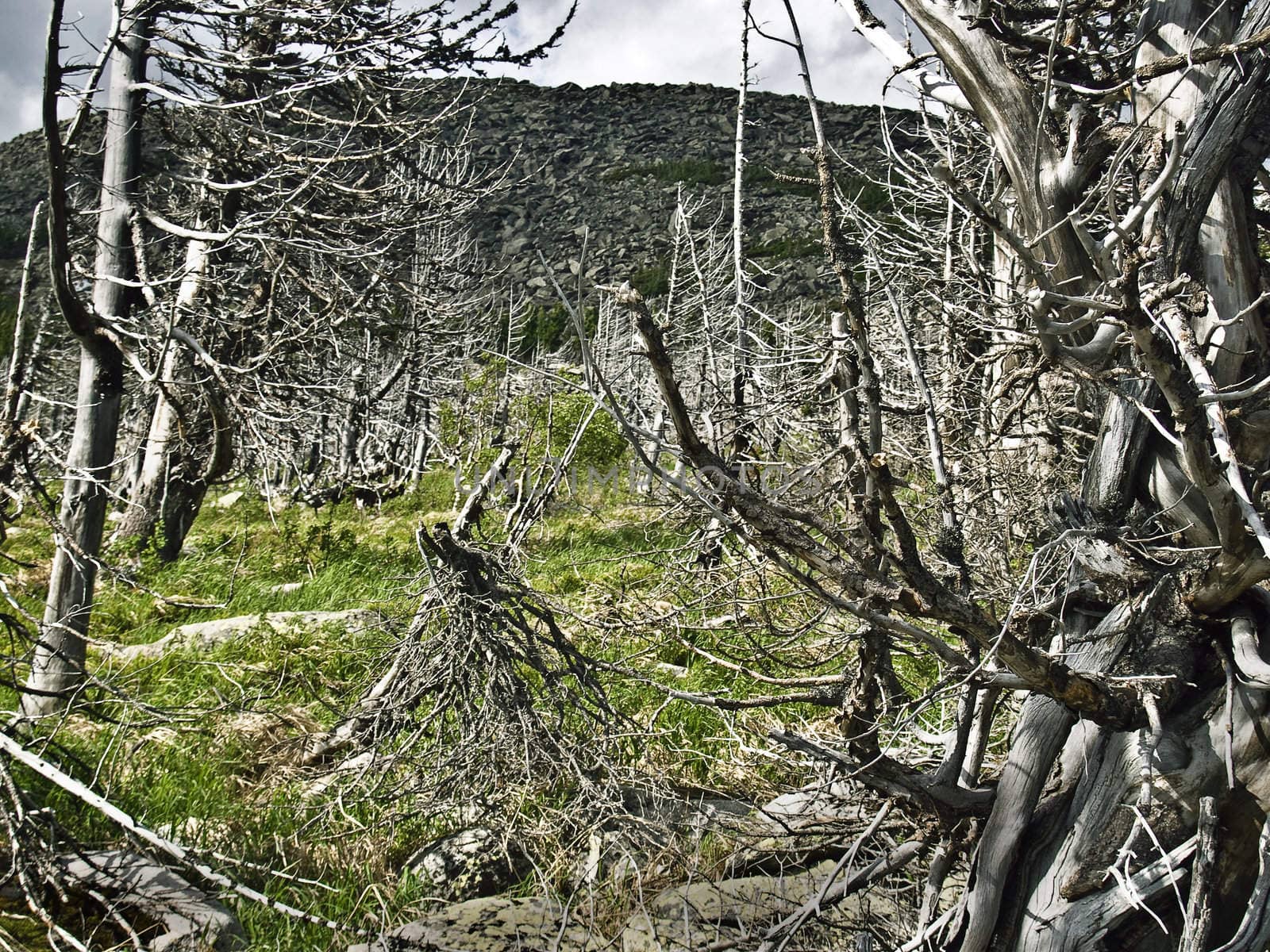 trees after fires and natural disasters