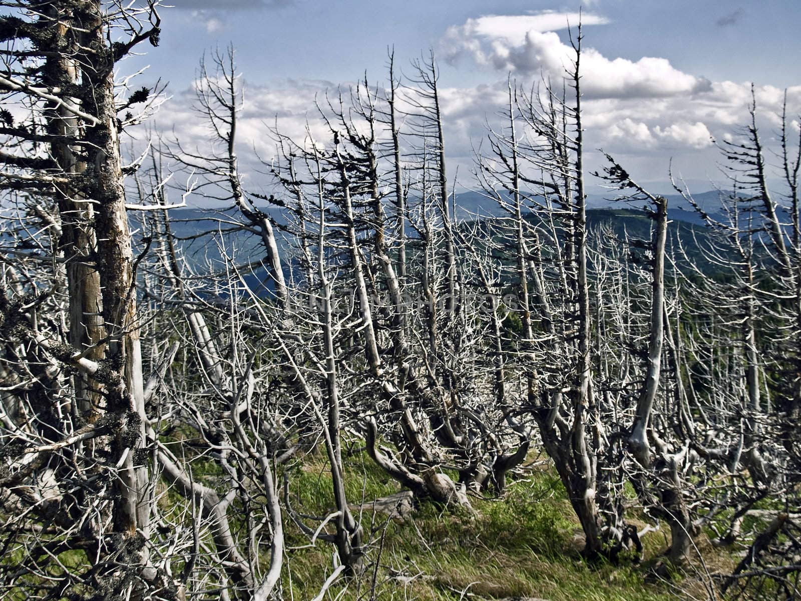 trees after fires and natural disasters
