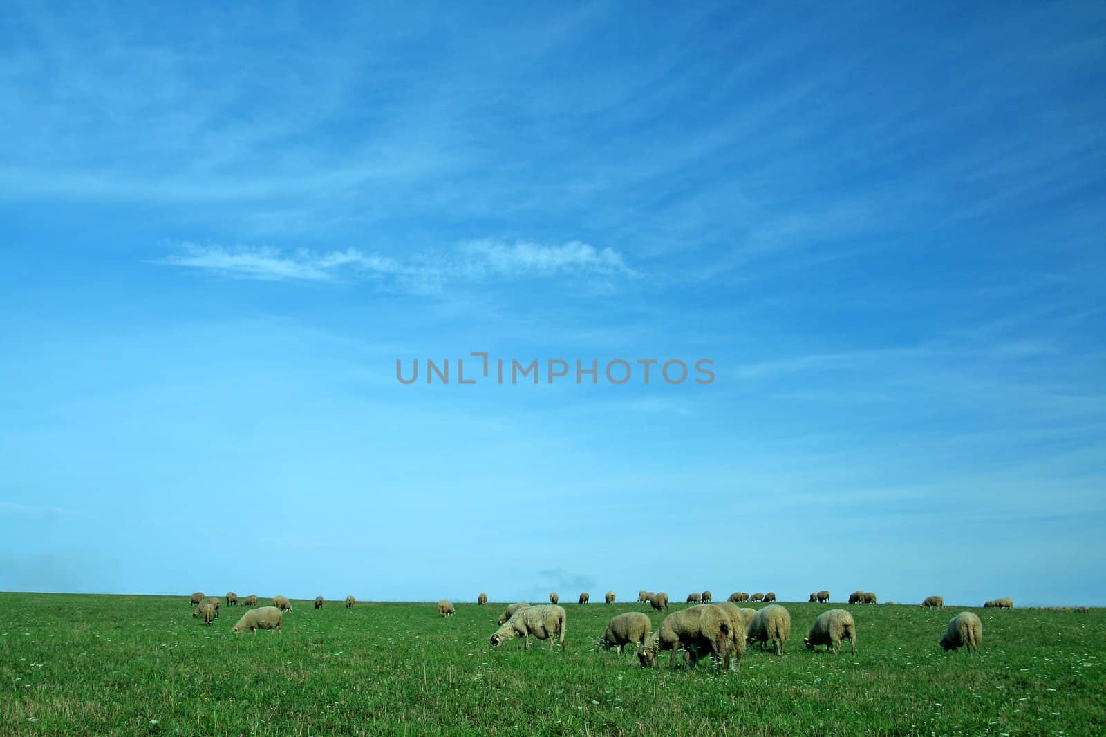 sheeps background by rorem
