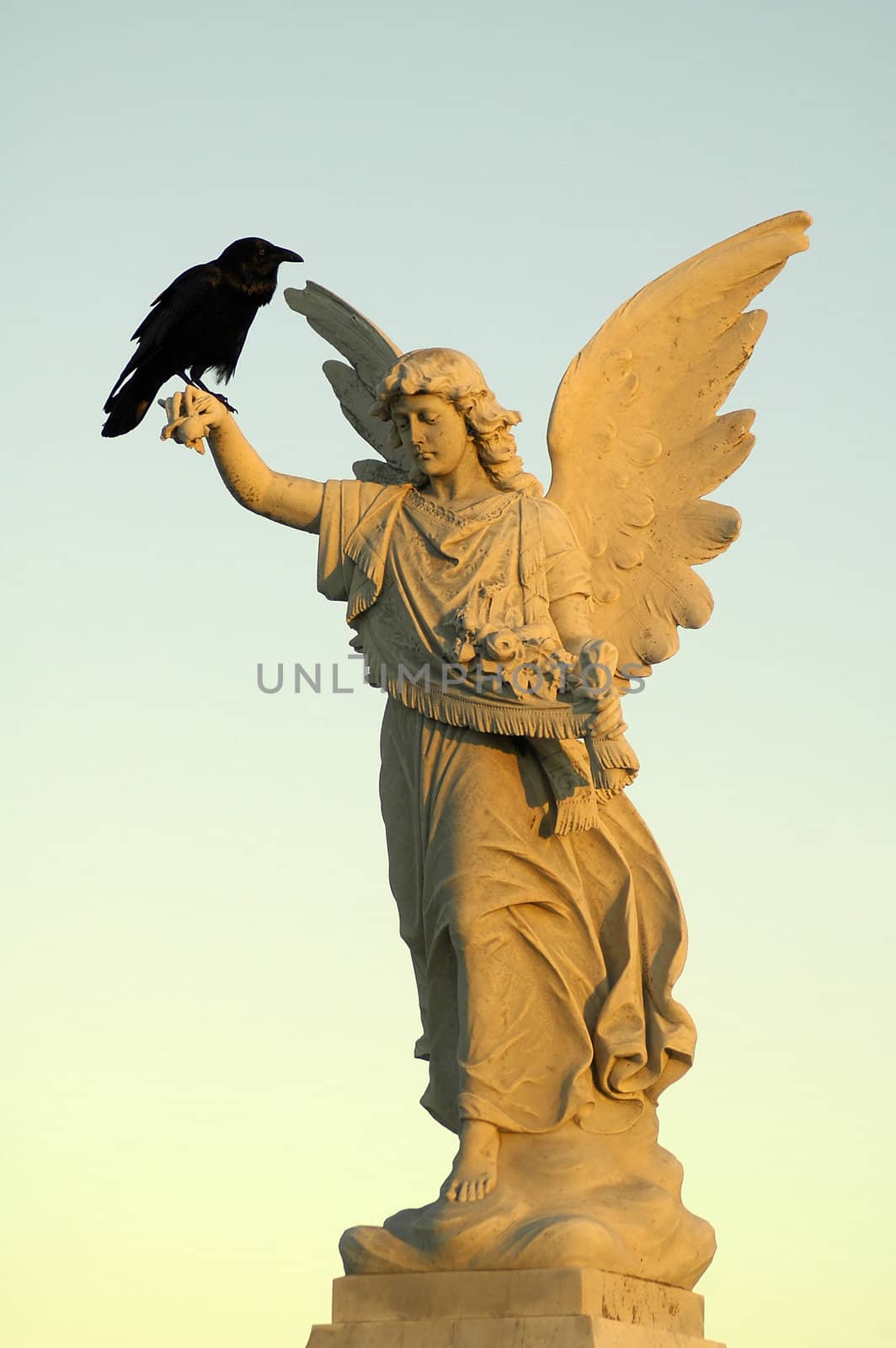 black crow sitting on white angel sculpture, 