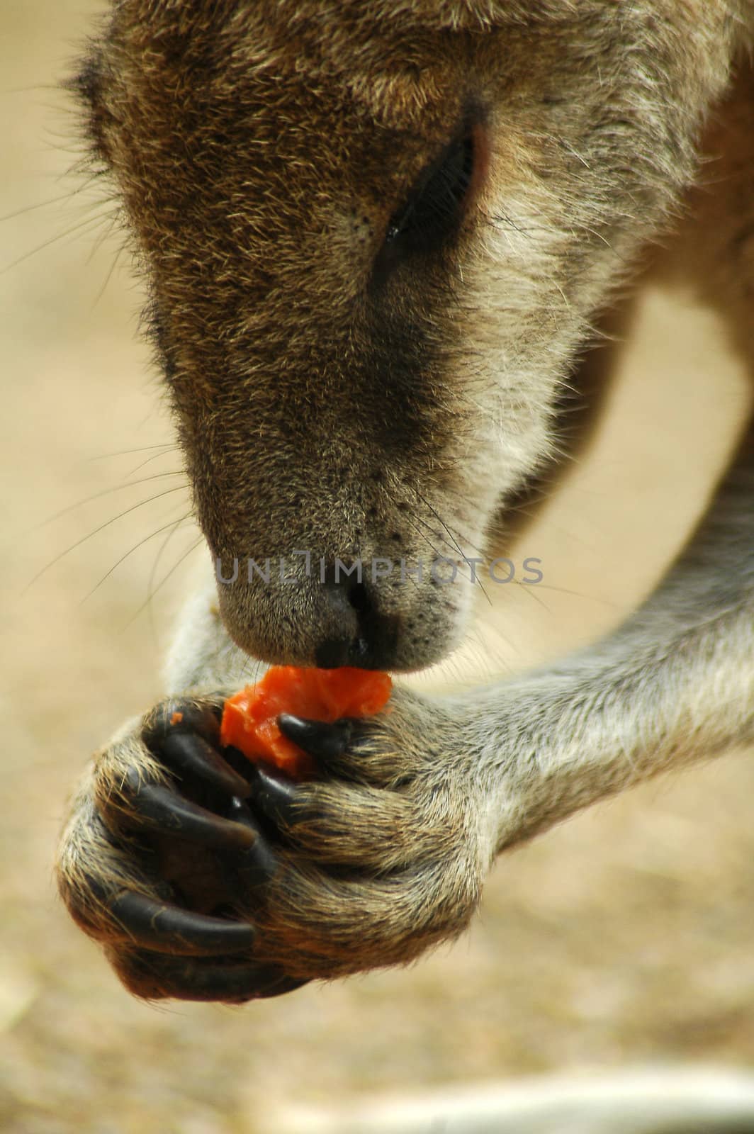 kangaroo eating red carrot detail, photo taken in sydney zoo