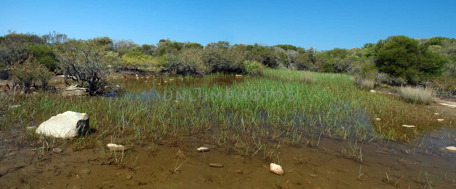panorama of australian bush, photo taken in Sydney, Manly