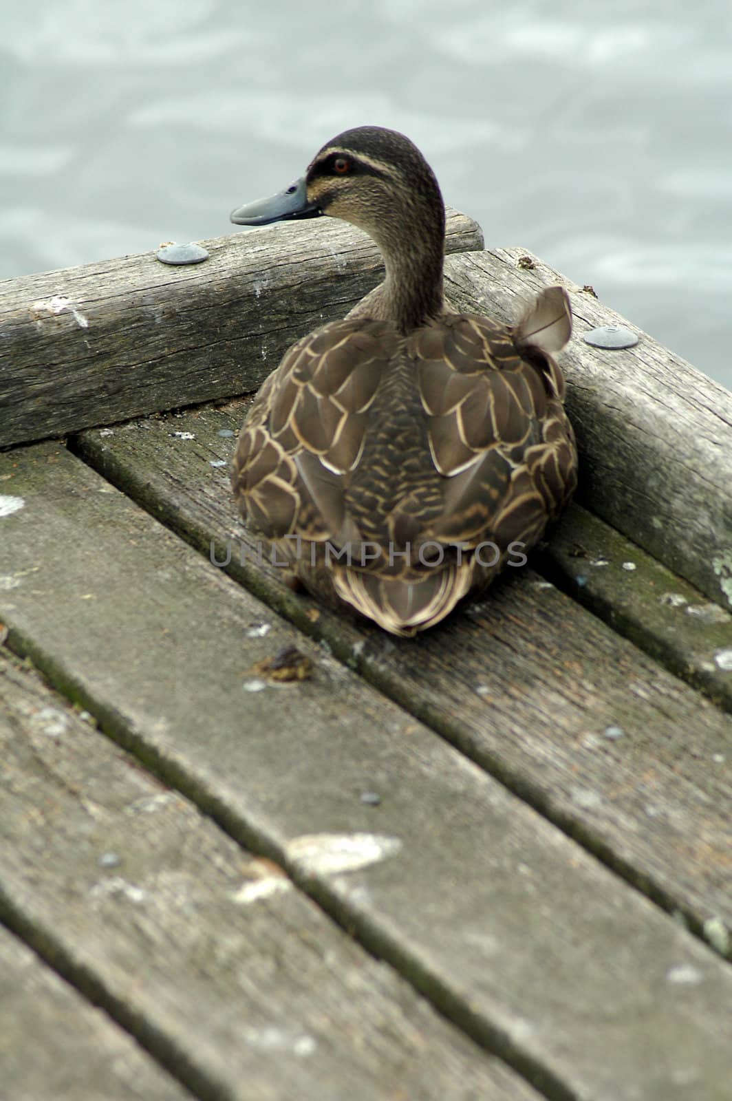brown duck sitting on wooden docks, water in background, autumn time