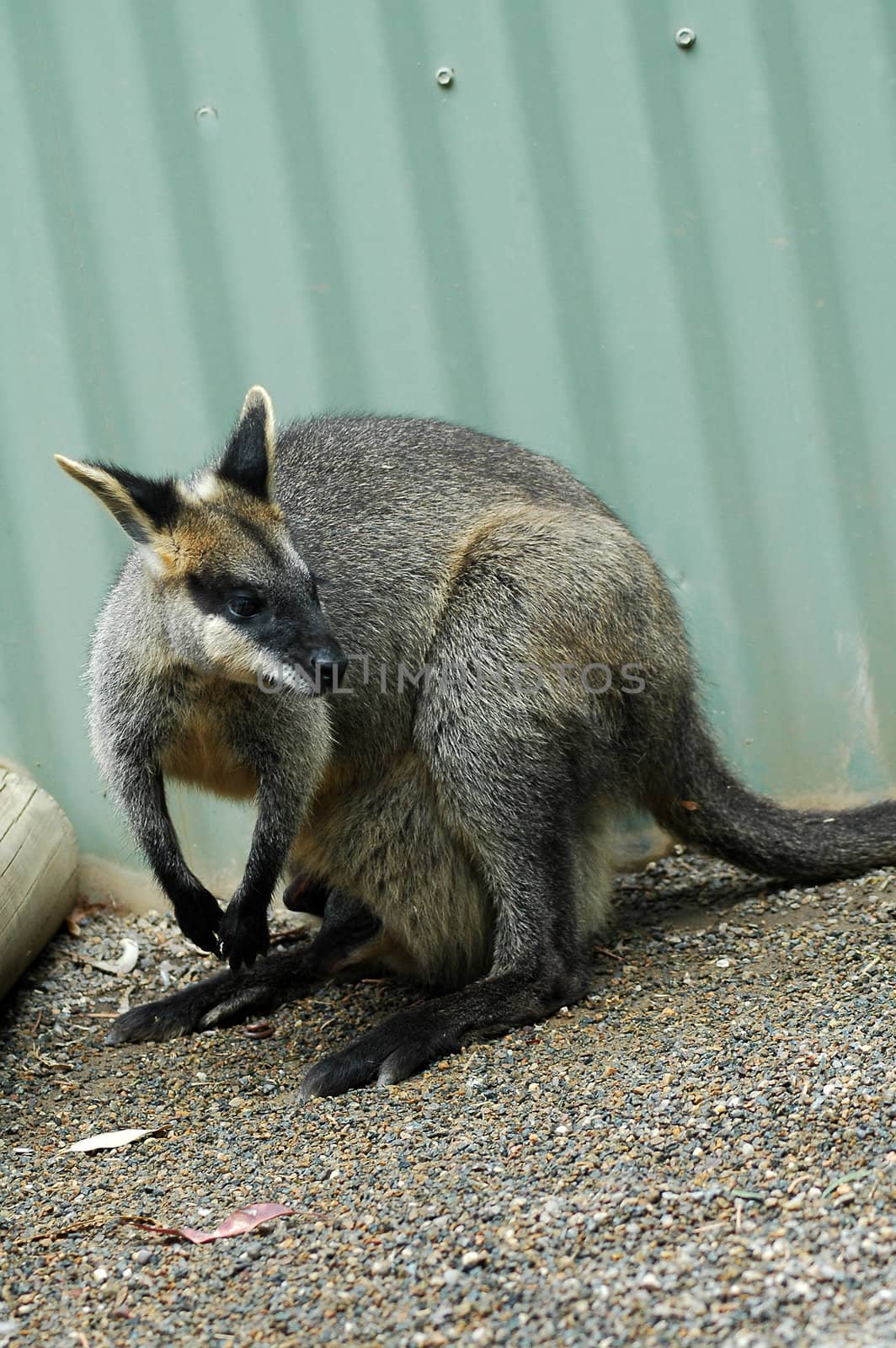 small grey kangaroo in zoo, fence in background